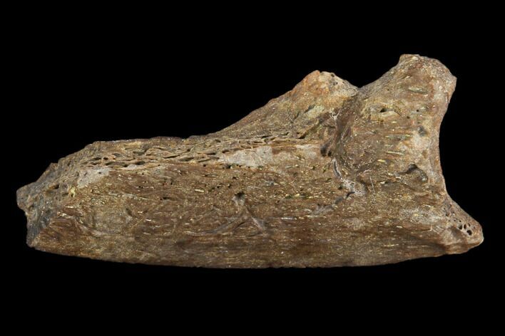 Fossil Crocodile Ungual (Claw) Bone - Aguja Formation, Texas #116650
